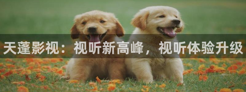 飘零影院理论